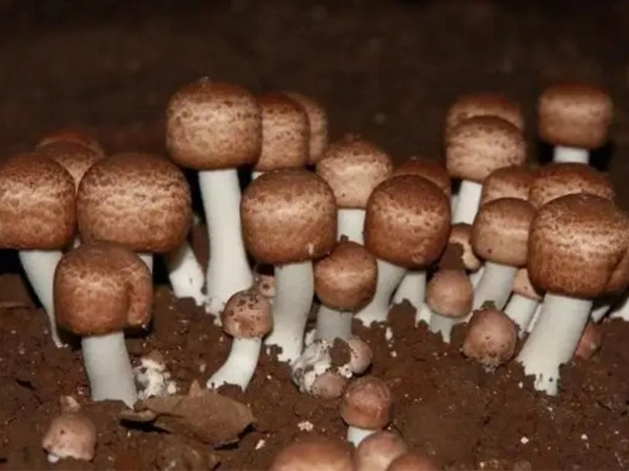Agaricus Mushroom: An Immune Supporting Medicinal Mushroom for Cancer Patients
