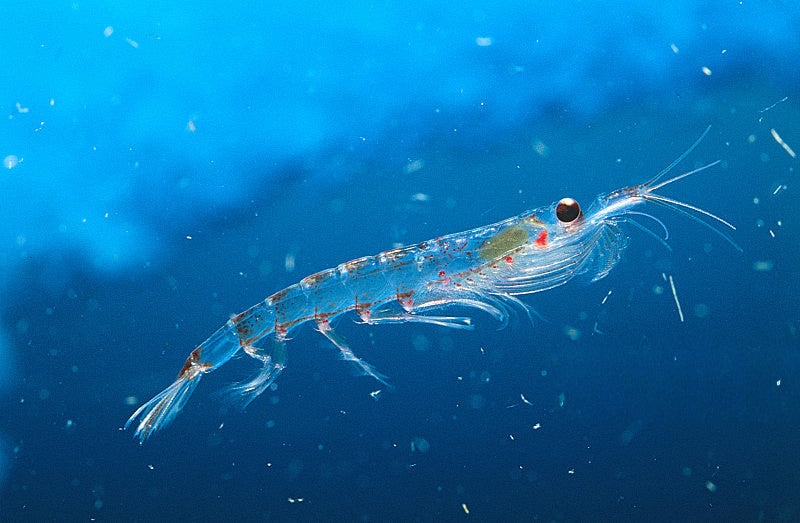 What Is Krill Oil? Benefits of Eikenbi Antarctic Omega-3 Supplements