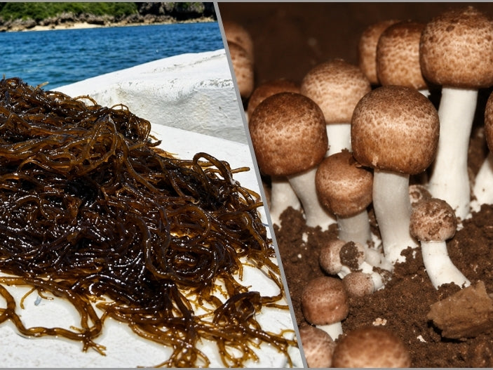 Fucoidan and Agaricus Mushroom: Immune Support for Cancer Patients