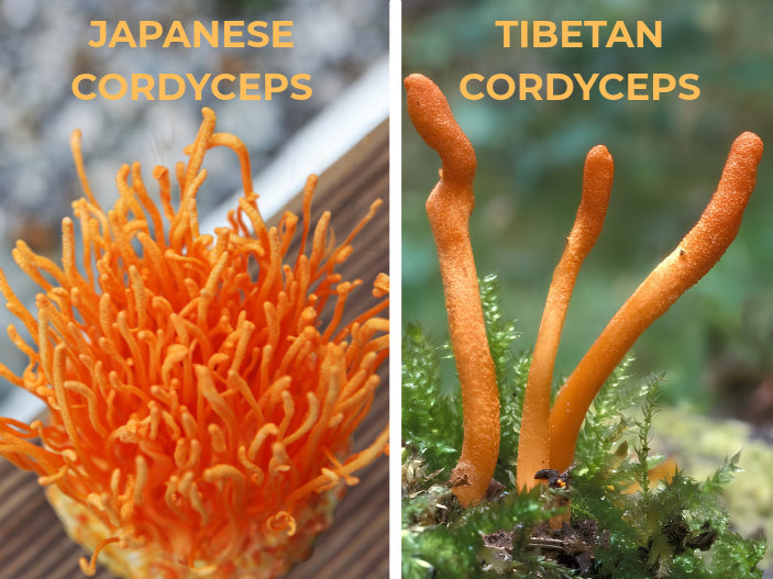 How Is Japanese Cordyceps Different From Tibetan Cordyceps?