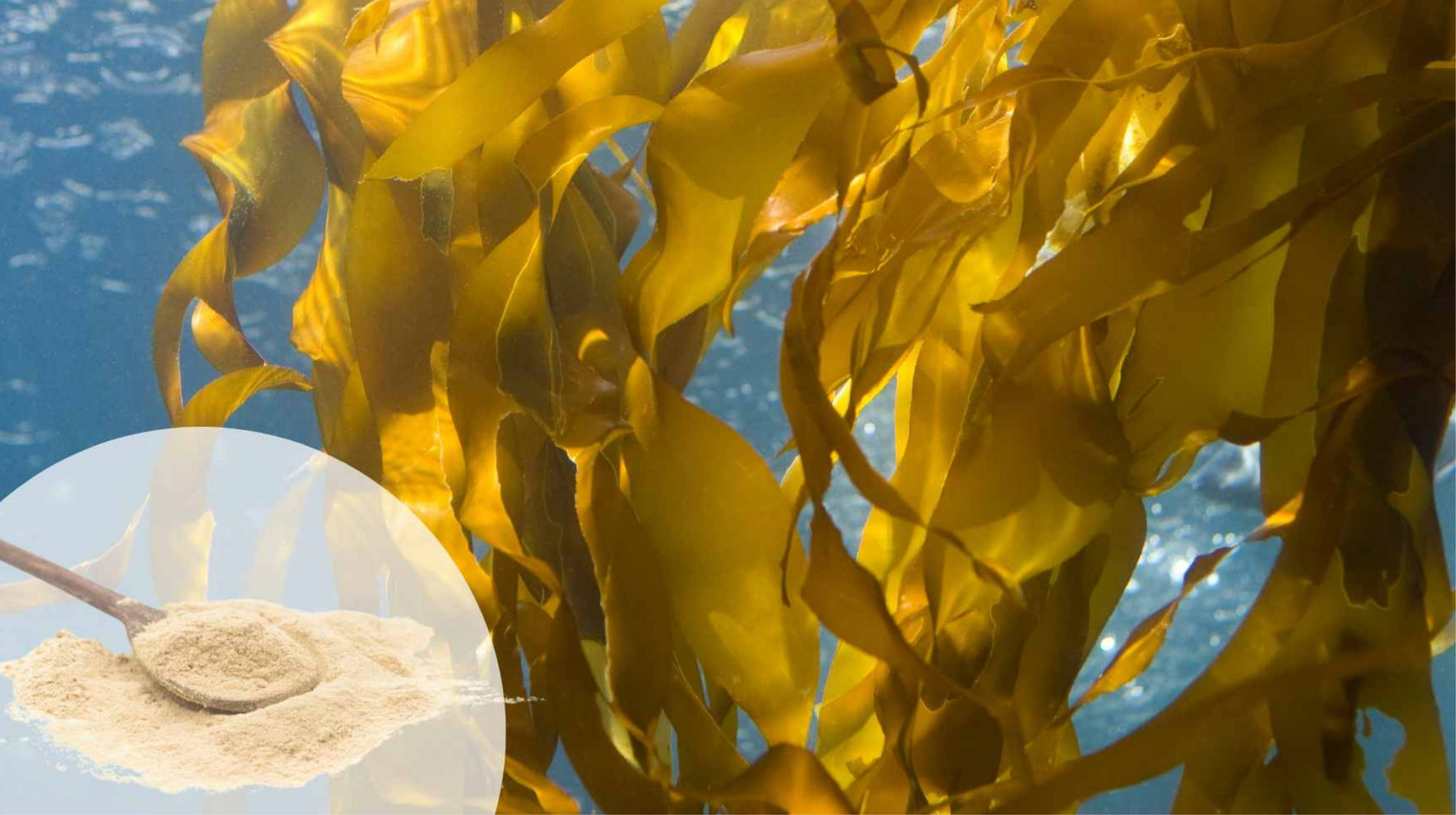 Is Fucoidan Really Good? Who Should Not Take Nano Fucoidan