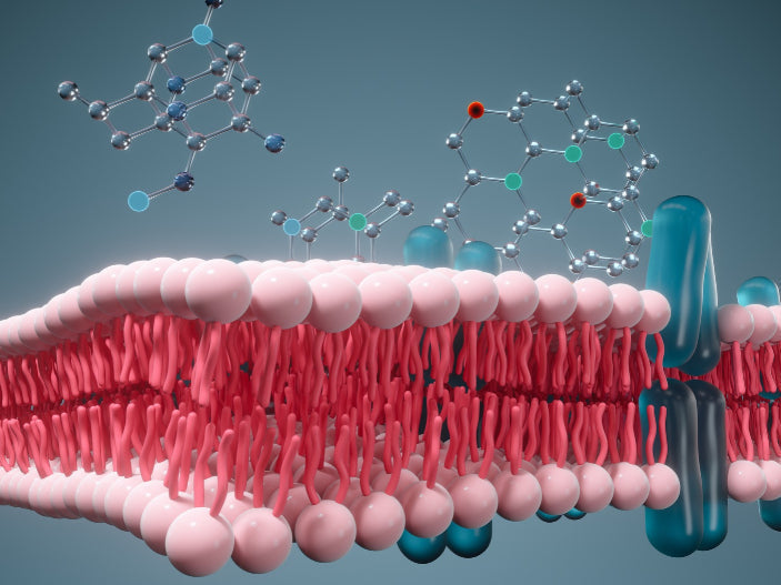 Understanding Phospholipids and the Role of Omega-3 in Health