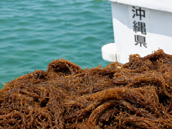 What Is Japanese Fucoidan? Benefits and How to Use It