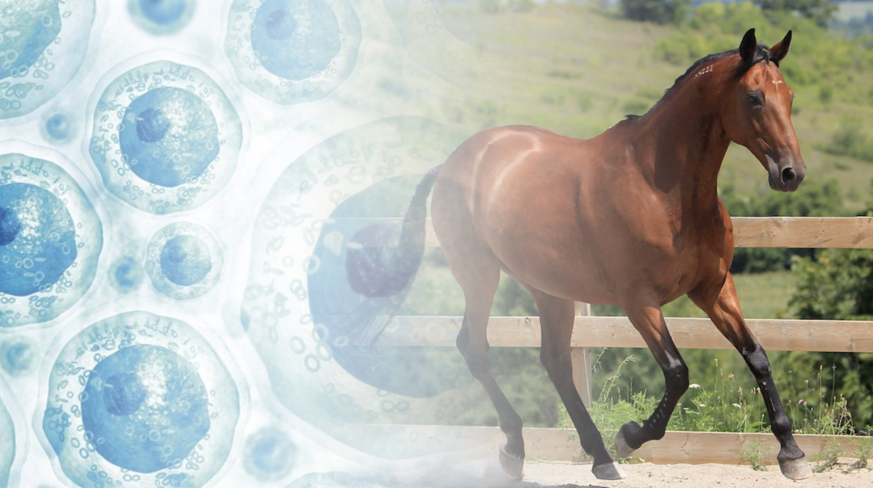 Why Japanese Women Love Using Horse Placenta