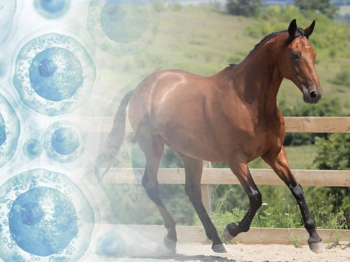 Why Japanese Women Love Using Horse Placenta